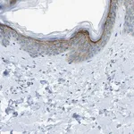 Merck Anti-SDC1 antibody produced in rabbit