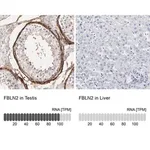 Merck Anti-FBLN2 antibody produced in rabbit