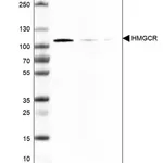 Merck Monoclonal Anti-HMGCR antibody produced in mouse