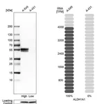 Merck Anti-ALDH1A1 antibody produced in rabbit