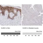 Merck Anti-CLDN1 antibody produced in rabbit