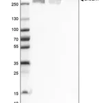 Merck Monoclonal Anti-DICER1 antibody produced in mouse