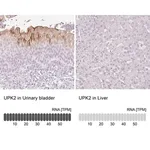 Merck Anti-UPK2 antibody produced in rabbit