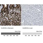 Merck Anti-CLDN18 antibody produced in rabbit