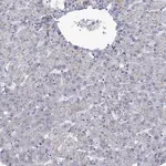 Merck Anti-ABCB4 antibody produced in rabbit