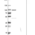 Merck Anti-MICU1 antibody produced in rabbit
