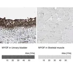 Merck Anti-MYOF antibody produced in rabbit