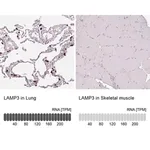 Merck Anti-LAMP3 antibody produced in rabbit