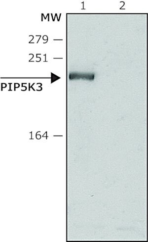 Merck Anti-PIP5K3 (N-terminal) antibody produced in rabbit
