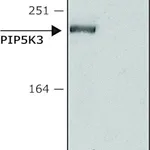 Merck Anti-PIP5K3 (N-terminal) antibody produced in rabbit