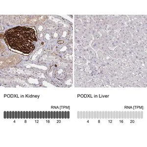 Merck Anti-PODXL antibody produced in rabbit