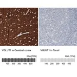 Merck Monoclonal Anti-VGLUT1 antibody produced in mouse
