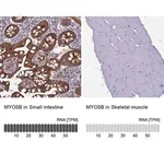 Merck Anti-MYO5B antibody produced in rabbit