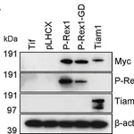 Merck Anti-PREX1 antibody produced in rabbit