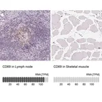 Merck Anti-CD69 antibody produced in rabbit