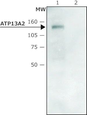 Merck Anti-ATP13A2 (C-terminal region) antibody produced in rabbit