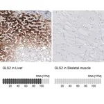 Merck Monoclonal Anti-GLS2 antibody produced in mouse