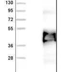 Merck Anti-CLEC10A antibody produced in rabbit