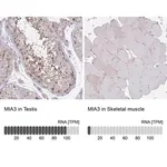 Merck Anti-MIA3 antibody produced in rabbit