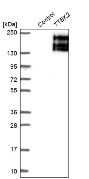 Merck Anti-TTBK2 antibody produced in rabbit
