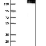 Merck Anti-TTBK2 antibody produced in rabbit