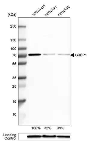 Merck Anti-G3BP1 antibody produced in rabbit