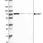 Merck Anti-G3BP1 antibody produced in rabbit