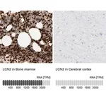 Merck Anti-LCN2 antibody produced in rabbit
