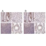 Merck Anti-PTPN2 antibody produced in rabbit