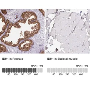 Merck Anti-IDH1 antibody produced in rabbit