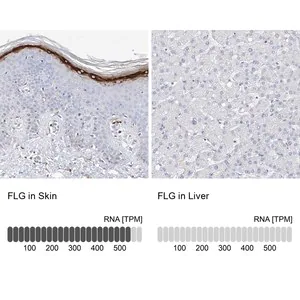 Merck Anti-FLG antibody produced in rabbit