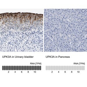 Merck Anti-UPK3A antibody produced in rabbit
