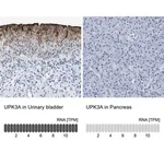 Merck Anti-UPK3A antibody produced in rabbit