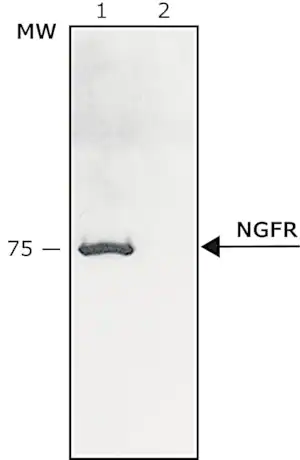 Merck Anti-Nerve Growth Factor Receptor (NGFR p75) antibody produced in rabbit