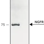 Merck Anti-Nerve Growth Factor Receptor (NGFR p75) antibody produced in rabbit