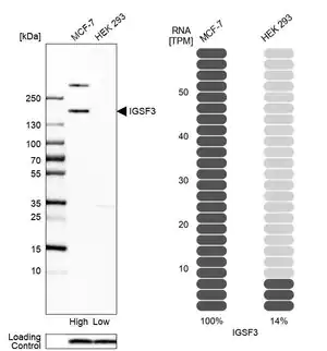 Merck Anti-IGSF3 antibody produced in rabbit