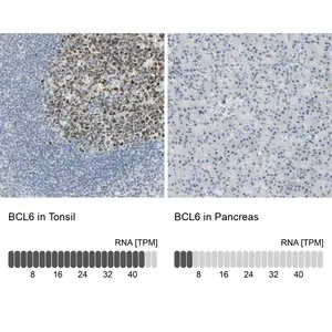 Merck Anti-BCL6 antibody produced in rabbit