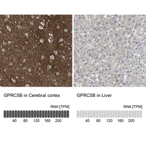 Merck Anti-GPRC5B antibody produced in rabbit