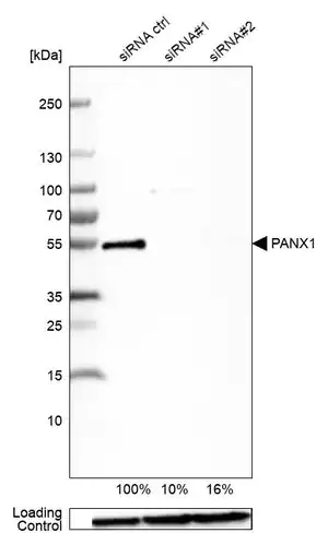 Merck Anti-PANX1 antibody produced in rabbit