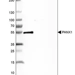 Merck Anti-PANX1 antibody produced in rabbit