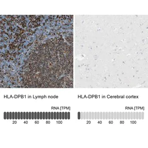 Merck Anti-HLA-DPB1 antibody produced in rabbit