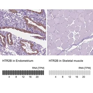 Merck Anti-HTR2B antibody produced in rabbit