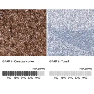 Merck Monoclonal Anti-GFAP antibody produced in mouse