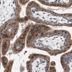 Merck Anti-CREB3L2 antibody produced in rabbit