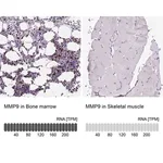 Merck Anti-MMP9 antibody produced in rabbit