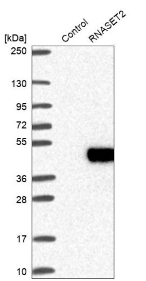 Merck Anti-RNASET2 antibody produced in rabbit