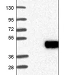 Merck Anti-RNASET2 antibody produced in rabbit