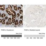Merck Anti-PIGR antibody produced in rabbit