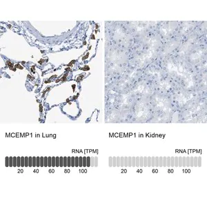 Merck Anti-MCEMP1 antibody produced in rabbit