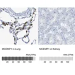 Merck Anti-MCEMP1 antibody produced in rabbit
